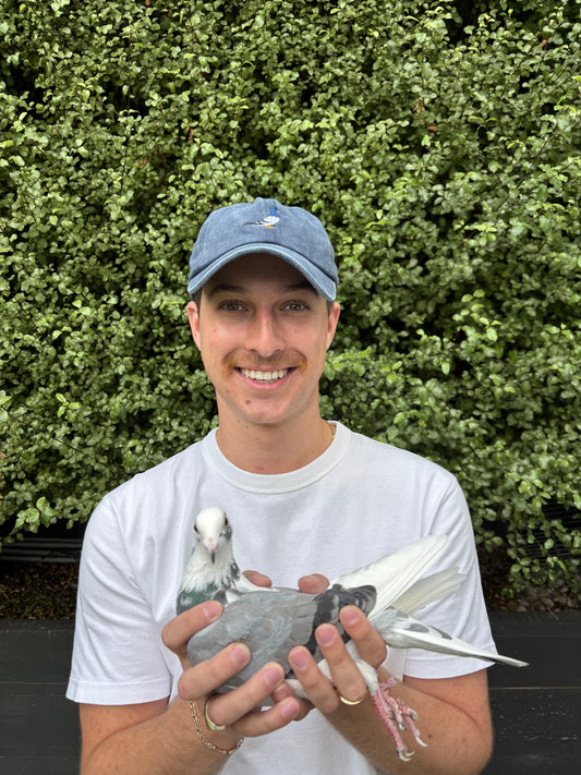Blue Bar Pied Pigeon Hat